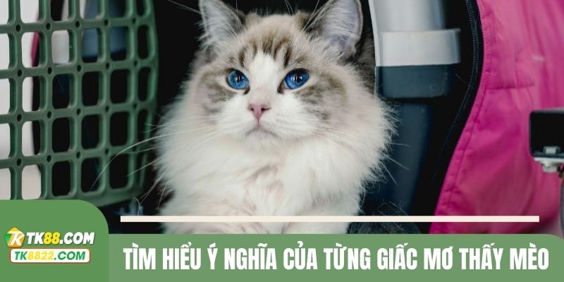 Giải mã ý nghĩa việc nằm mơ gặp mèo trong nhiều tình huống khác nhau
