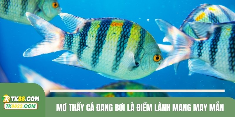 Mơ thấy cá đang bơi là điềm lành mang may mắn