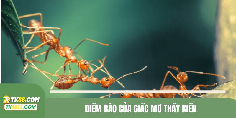 Điềm báo của giấc mơ thấy kiến