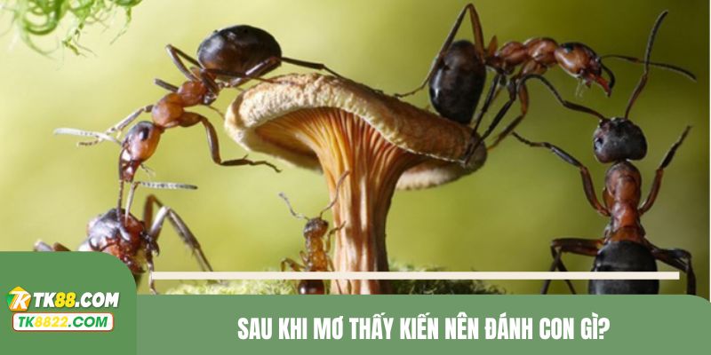 Sau khi mơ nên đánh con gì?