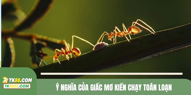 Ý nghĩa giấc mơ kiến chạy toán loạn
