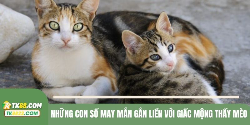 Những con số liên quan tới các trường hợp gặp mèo trong giấc mơ