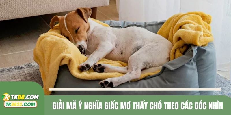 Giải mã ý nghĩa giấc mơ gặp chó theo nhiều góc nhìn khác nhau