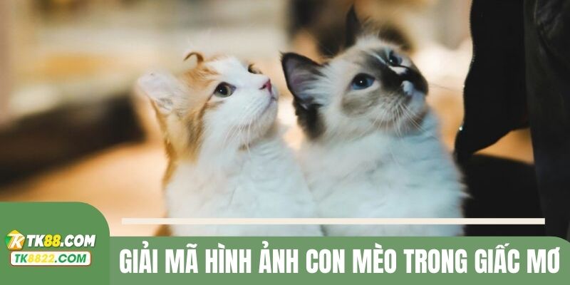 Nằm mơ thấy mèo thì biểu thị cho những ý nghĩa đặc biệt nào